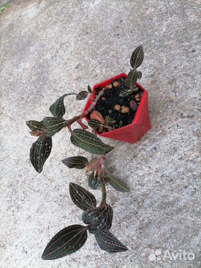 Лудизия орхидея драгоценная