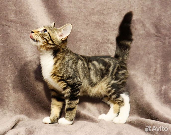 Малыш Саймон ищет дом