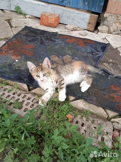 Кошки в добрые руки