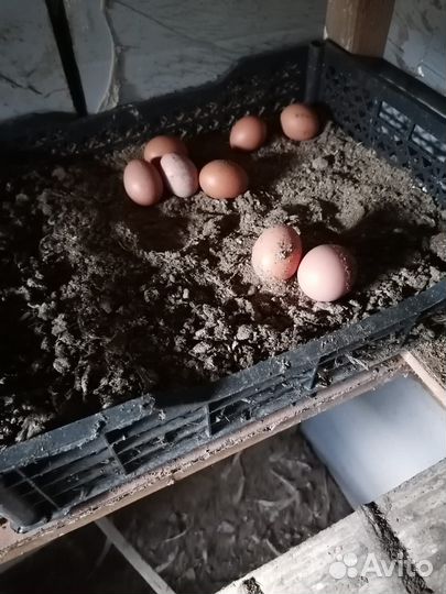 Куры ломан браун