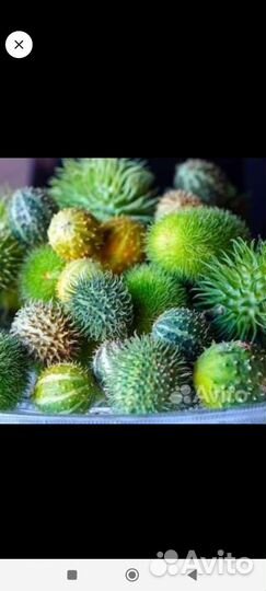 Семена растений для вертикального озеленения