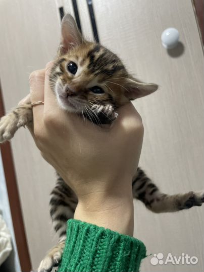 Бенгальские котята