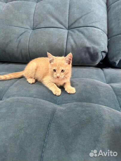 Котенок малыш