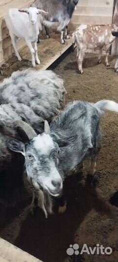 Коза дойная