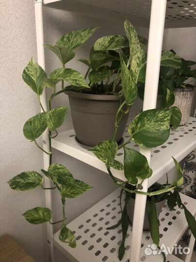 Сциндапсус