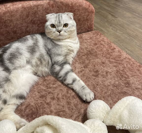 Шотландский кот вязка