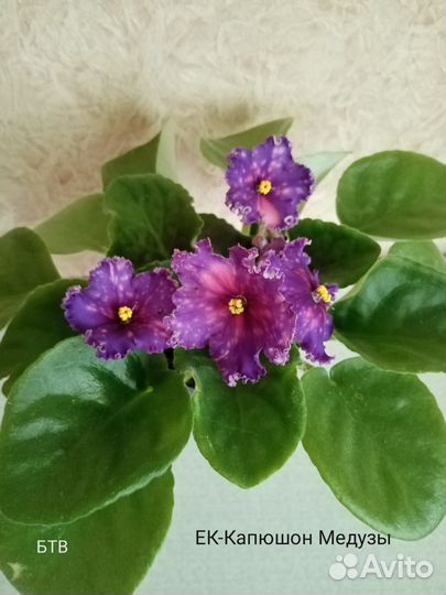 Набор фиалок новинки 2019-2020гг