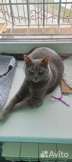 Чудный Гриша