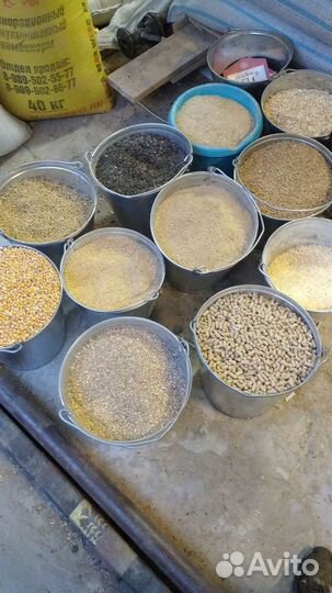 Корма для животных и птиц кукуруза комбикорм