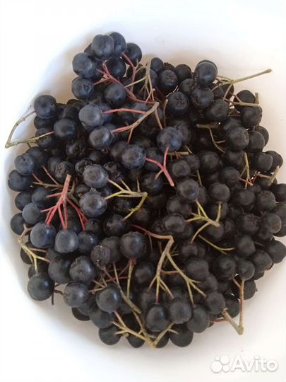 Рябина черная