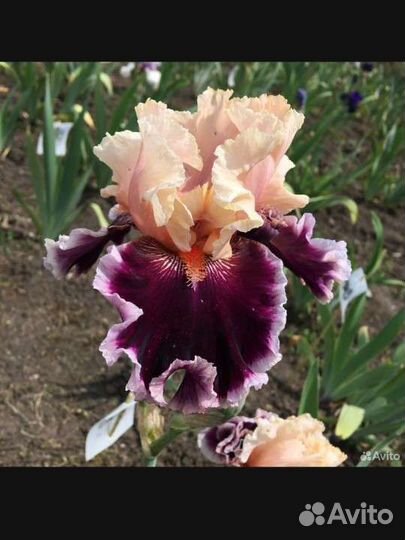 Ирисы бородатые