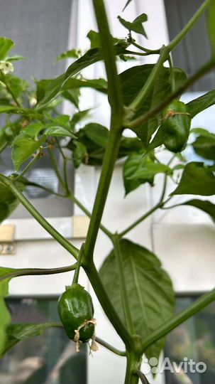 Перец острый Carolina Riper