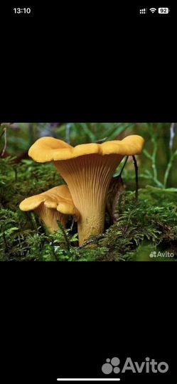 Грибы лисички