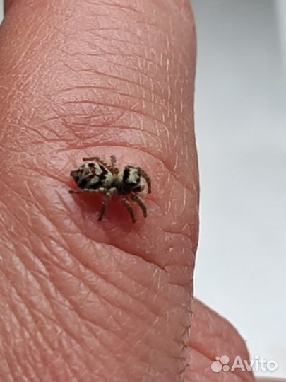 Паук-скакун Philaeus chrysops