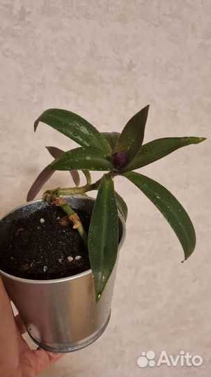 Рэо, традесканция, зебрина, рео