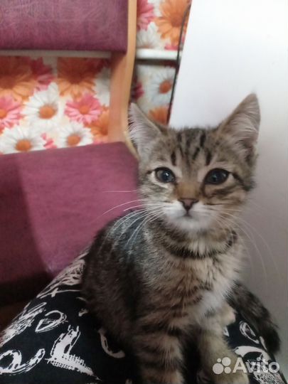 Котенок от шотландской кошки