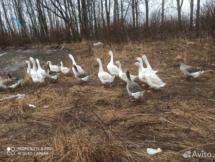 Яйцо гусиное