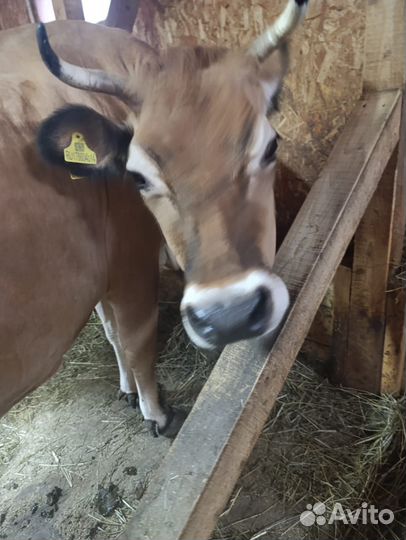 Джерсейская корова