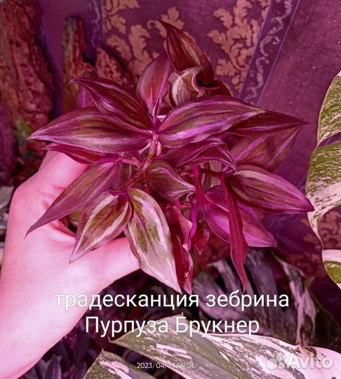 Традесканции 6 видов