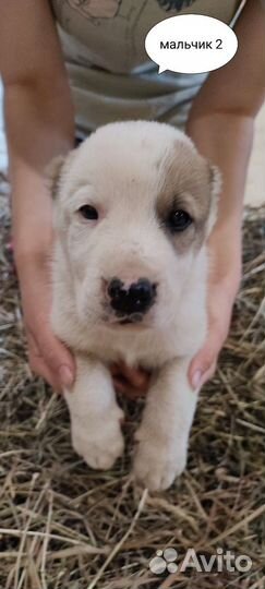 Щенки сао алабай