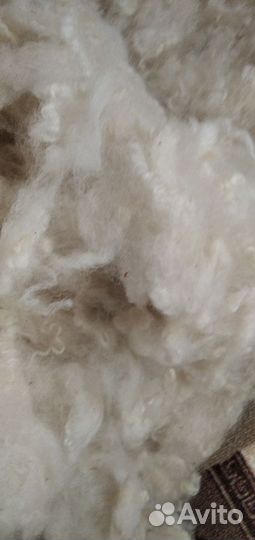 Шерсть овечья мытая