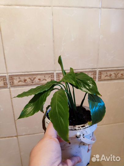 Спацифилум