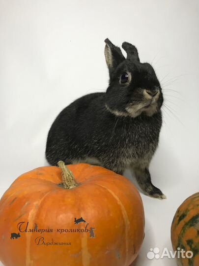 Карликовый кролик самочка