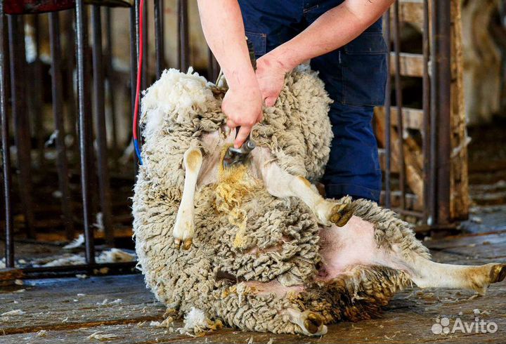 Стрижка овец