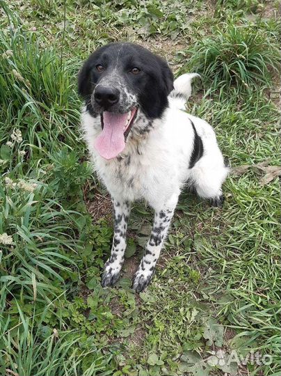 Шикарный парень в поиске семьи