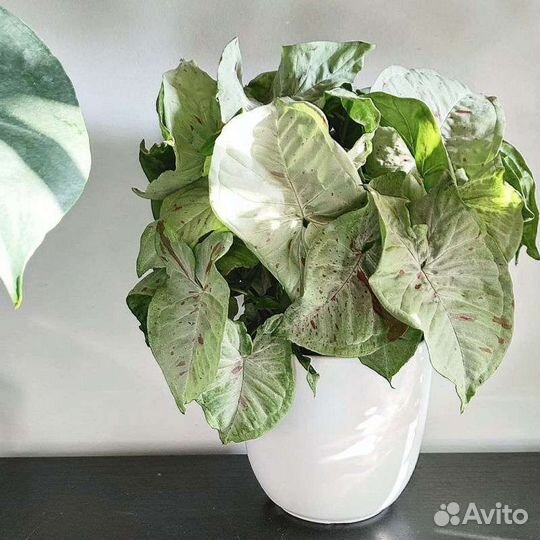 Сингониумы 5 сортов