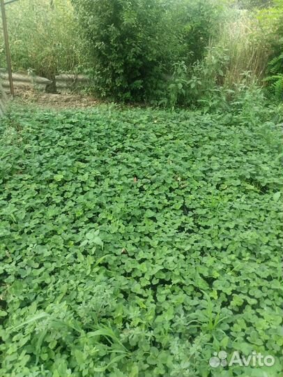 Рассада ремонтантной клубники