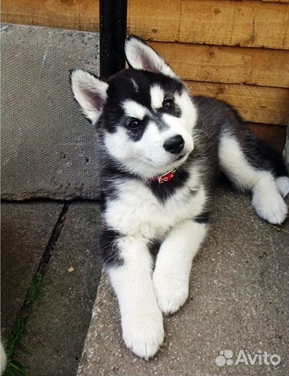 Щенки сибирской хаски