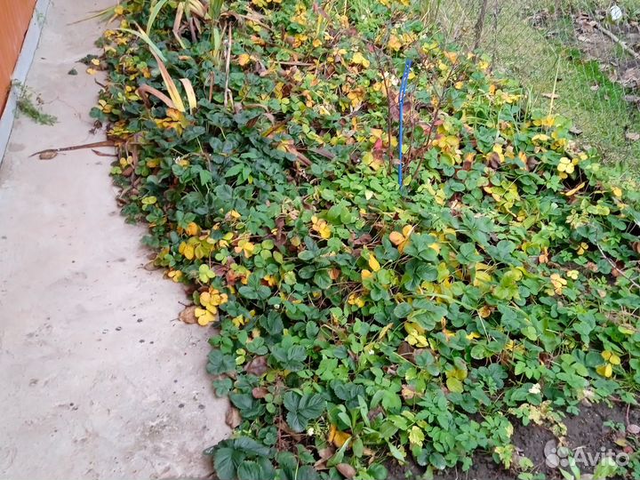 Рассада ремонтантной клубники