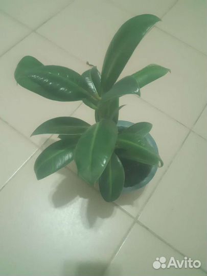 Цветы комнатные