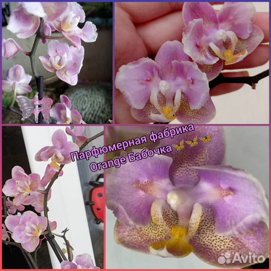 Орхидеи : парфюмерная фабрика, Сезам, торино
