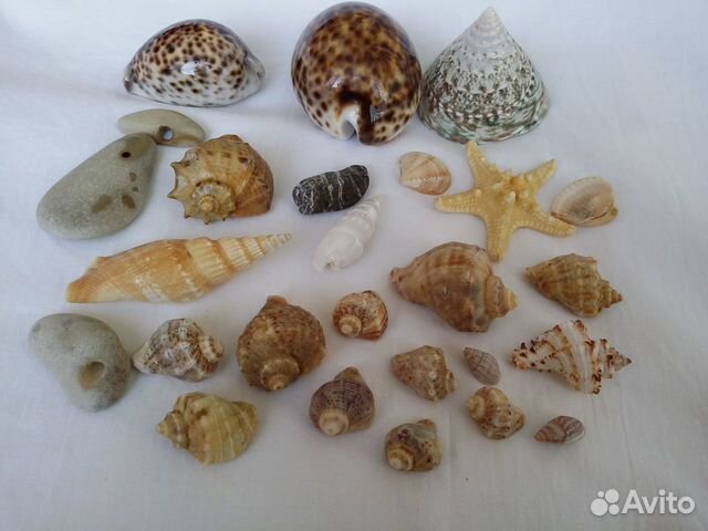 Ракушки морские набор