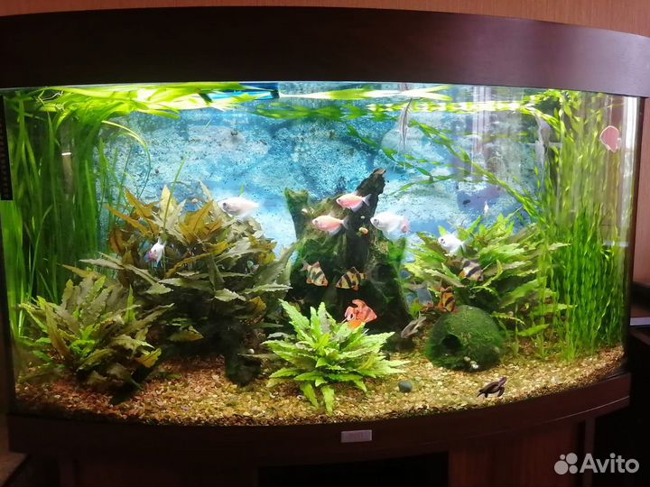 Аквариумные растения