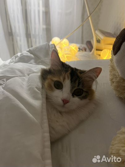 Кошечка ищет жениха для вязки