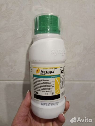 Оберон Рапид