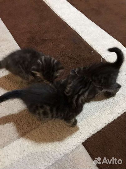 Кошки в добрые руки бесплатно