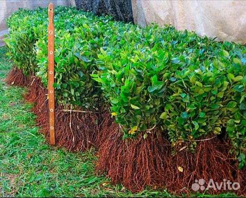 Кизильник блестящий