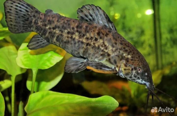 Сом таракатум