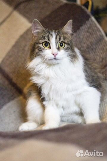 Малышка Лиза ищет дом