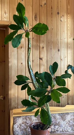 Молочай 120 см с горшком