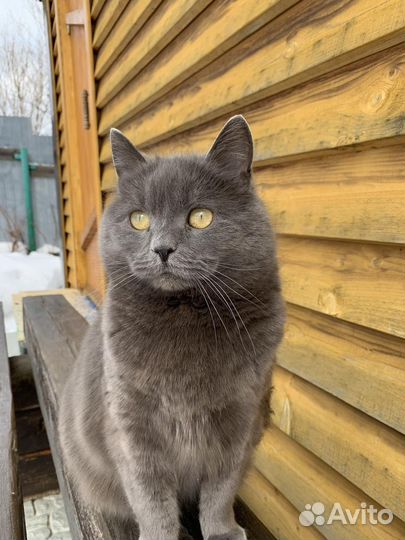 Кошка в добрые руки