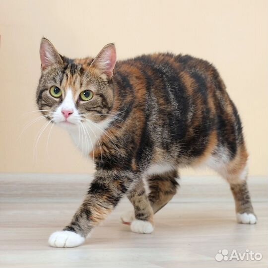 Очень классная кошка