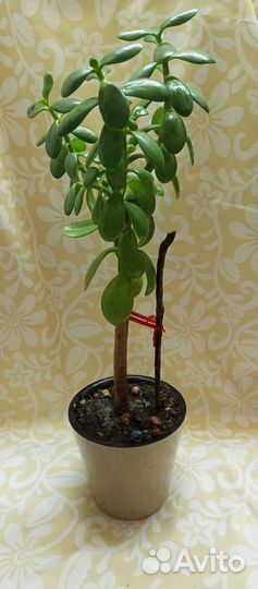 Толстянка. Денежное дерево