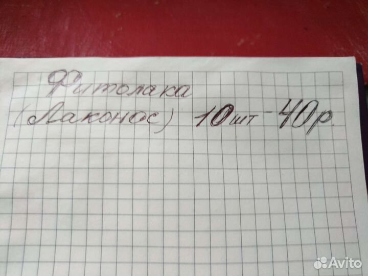 Лаконос, семена(10 шт.)