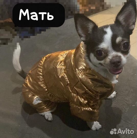 Щенки чихуахуа мини