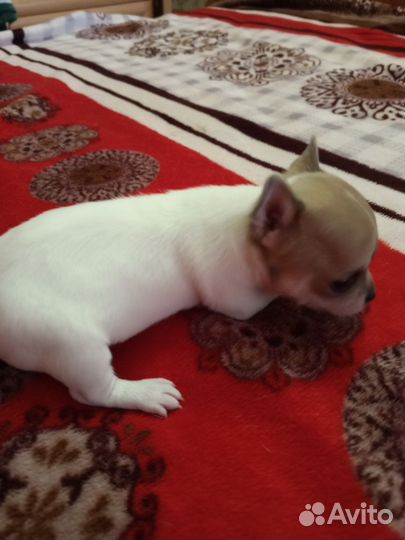 Щенки чихуахуа